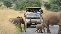 Pilanesberg Safari Open vehicle game Full Day 