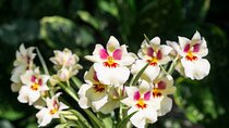 Orchid Tour