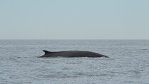 8-Hour Whale Watching in Barcelona