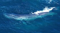 Kaikoura Whales