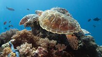 Private Dolphin Watching Experience in Zanzibar 