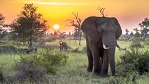 3 Day Kruger National Park Safari & Panorama Route - Private Tour