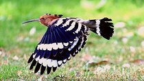 Private Half-Day Bird Watching Tour in Aswan