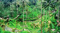 One Day Tour Tegalalang Rice Terrace And Gunung Kawi Temple