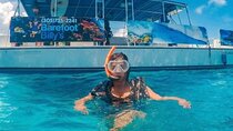 Dolphin Watching and Snorkeling Adventure in Key West