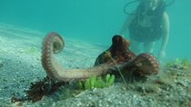 Private Scuba Diving Expert-Led Excursion Training with Tour