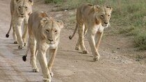Day Tour to Nairobi National Park and Giraffe Center