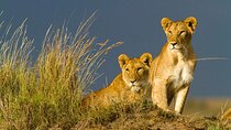 3 Days Masai Mara Budget Wildebeest migration safari in 4WD
