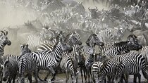 6-Day Private Safari in Northern Tanzania from Arusha