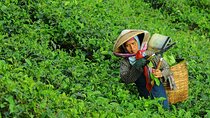 Private Safari & Tour to High land Puncak, Tea walk & Flower garden from Jakarta