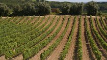 Private Tour to Aveiro, to the Sparkling Wine Cellars and Piglet Tasting