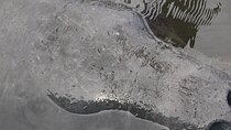  1-Hour Single Kayak Rental with Manatee & Dolphin sightings