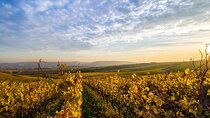 Wine Tours Sydney - Southern Highlands Day Escape, Full Day Wine Tasting Tour