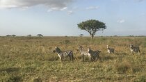 6 Days Budget Tanzania Camping 