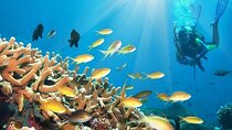 Private Dive Boat Tour on Catalina Bayahibe Island