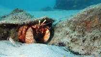 Luxury Snorkeling on Your Vacation Exclusively Private Guaranteed