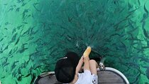 Morning panorama & swimming with a fishes