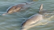 Dolphin and Manatee Clear Kayak or Paddleboard Tour