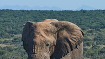 6-Days of Gorilla safari, Chimps tracking & wildlife in uganda