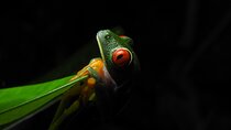 Arenal Night Walk by Canoa Aventura