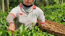 Private Half-Day Tea Village Discovery with lunch in Yogyakarta