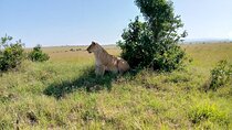 3 Days Explore Amboseli National Park Private Lodge Safari