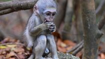 Barbados Small-Group Garden & Wildlife Half-Day Tour