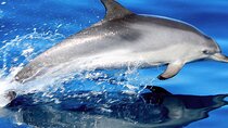 Whale & Dolphin Watching With Mustcat Virgin Coast Trip On a Large Catamaran