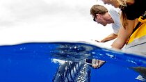 HIGH QUALITY Whale Watch Adventure Aboard Luxury Super Raft