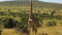 Nairobi National Park Tour From 0600hrs - 1130hrs or From 1300hrs - 1800hrs