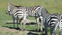 3 Days, 2 Nights Masai Mara Road Package