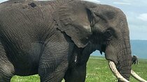 5 days nothern Tanzania camping Safari 