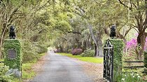 Private Chauffeur & Admission to Middleton & Magnolia Plantation + Box Lunch