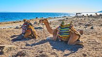 Private 5 in 1 Desert Adventure in Sharm El-Sheikh with Pickup