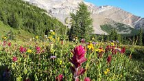 Exclusive Skoki Backcountry Guided Hiking in Lake Louise with Van Shuttle