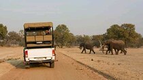 Full-Day Trip Chobe National Park Safari 