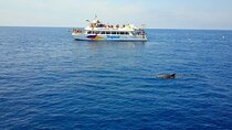 Dolphin Watching in Majorca
