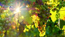 Vinho Verde Private Wine-Tour (All Inclusive)