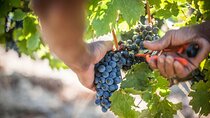 Full day Shared Cape Winelands Day tour, (Stellenbosch, Paarl & Franschhoek)