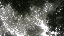Natural History Walking Tour in Monteverde Cloud Forest Reserve 
