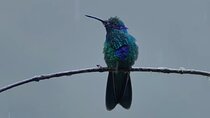 Hummingbirds of the Sacred Valley - Cusco