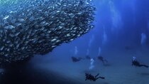 Private Dive Boat for Certified Divers - Cabo San Lucas