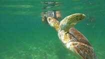 VIP Cenotes & Turtles Private Tour