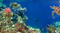 Tulum Area Experiences Guided 2 Tank Scuba Dive Casa Cenote & Barrier Reef-Lunch