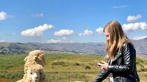Half day Acclimatization Hike with Llamas and Alpacas in Cusco 