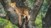 14 Days Uganda Safari Adventure, Gorilla Trekking and WildlifeTour