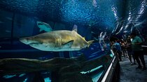 Museum of Tomorrow, AquaRio & Olympic Boulevard in Rio de Janeiro