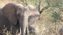 Full-Day Ngorongoro Crater private tour