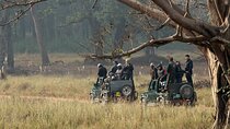 Incredible Wildlife Safari in Heart of Central India
