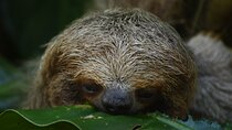 La Fortuna Combination Tour With Lunch 3 in 1 